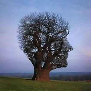 imagination-tree1.jpg