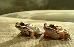 twofrogs.jpg