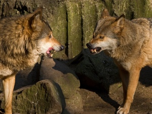 twowolves.jpg