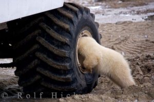 curious-polar-bear