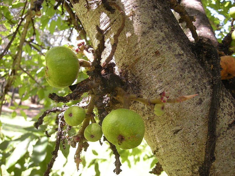 Trái Udambara (Ưu Đàm, trái sung)