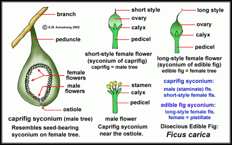 Fig Syconium