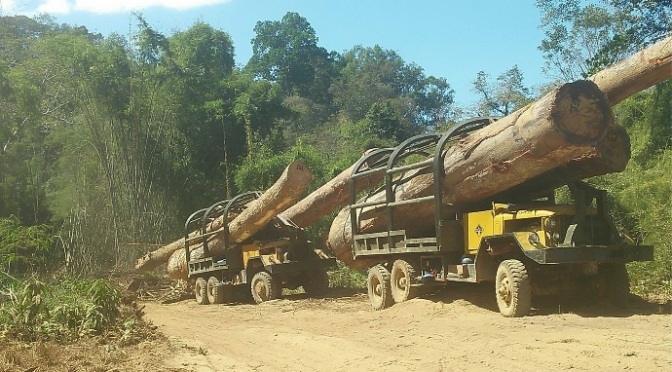 Quan chức tham nhũng Việt Nam kiếm tiền từ gỗ buôn lậu ở Campuchia
