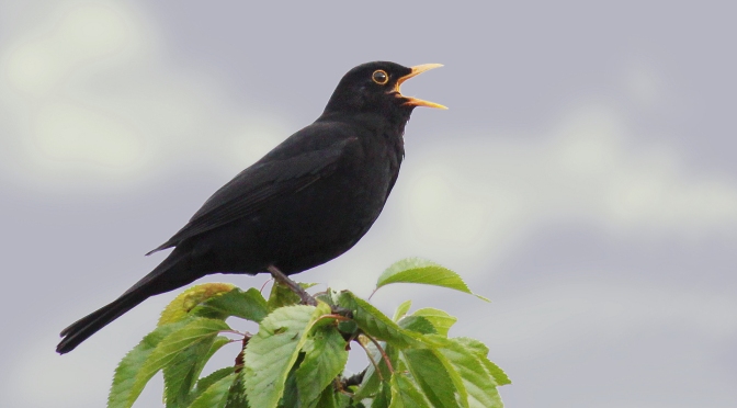 Chim đen – Blackbird